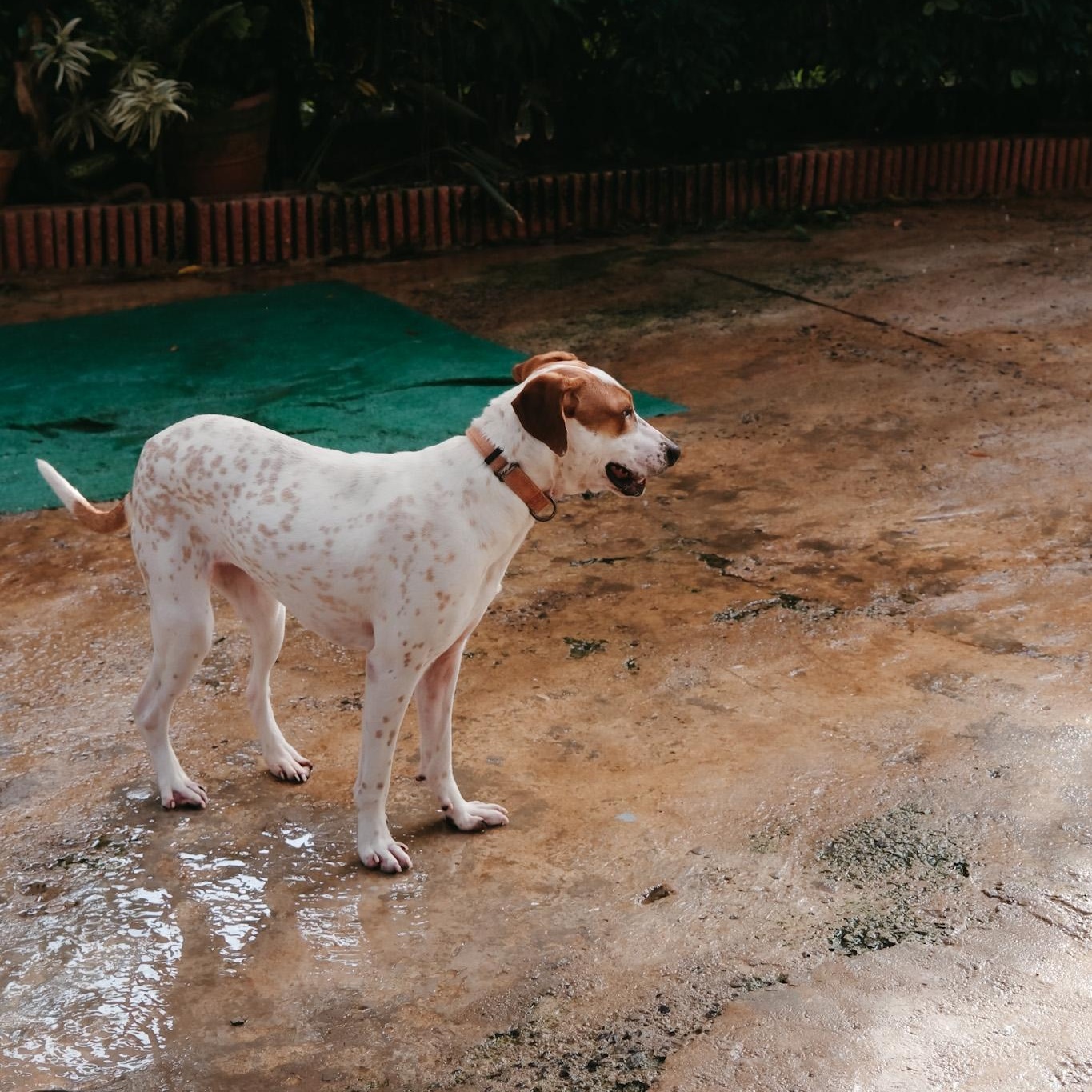 Spring, an adoptable Brittany Spaniel, Coonhound in San Juan, PR, 00924 | Photo Image 3