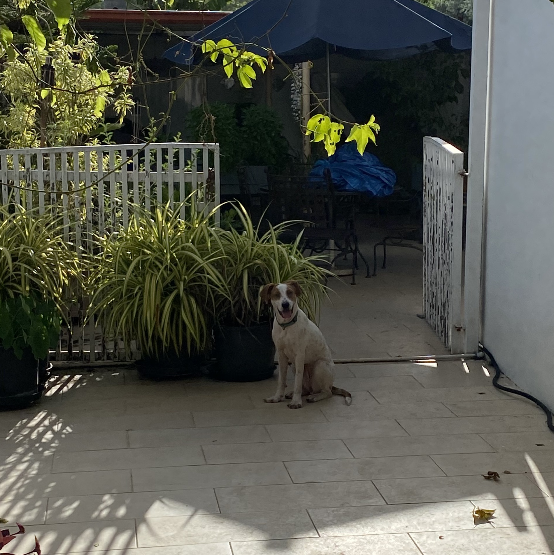 Enlarge Spring, a Adoptable mixed breed in San Juan, PR image 5/5