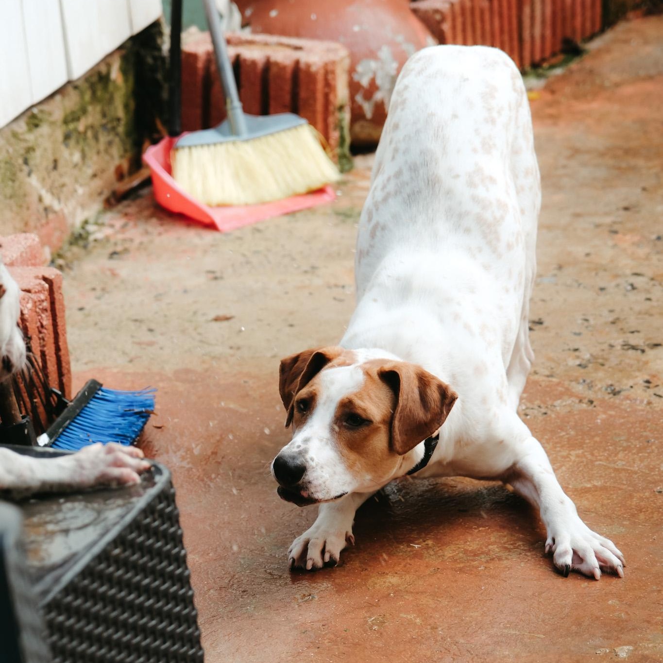 Spring, Adoptable, Young Female Brittany Spaniel & Coonhound.