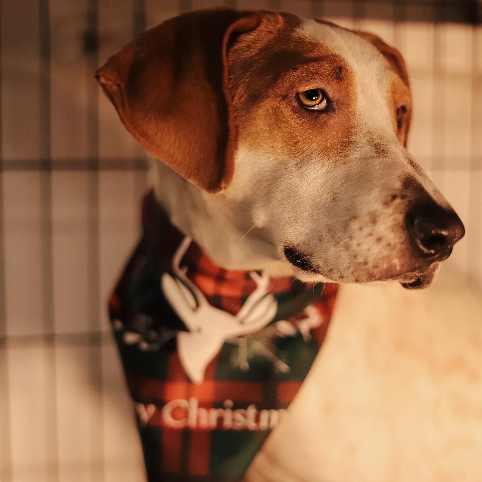Spring, an adoptable Brittany Spaniel, Coonhound in San Juan, PR, 00924 | Photo Image 5