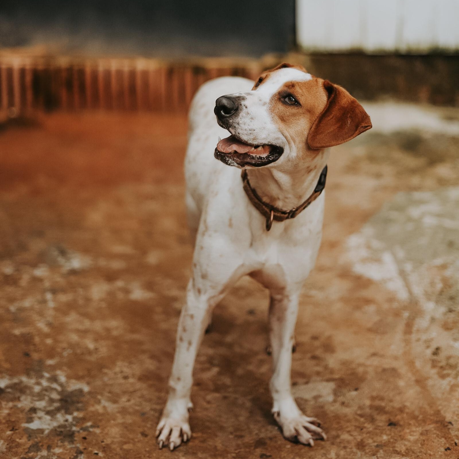 Enlarge Spring, a Adoptable mixed breed in San Juan, PR image 1/5