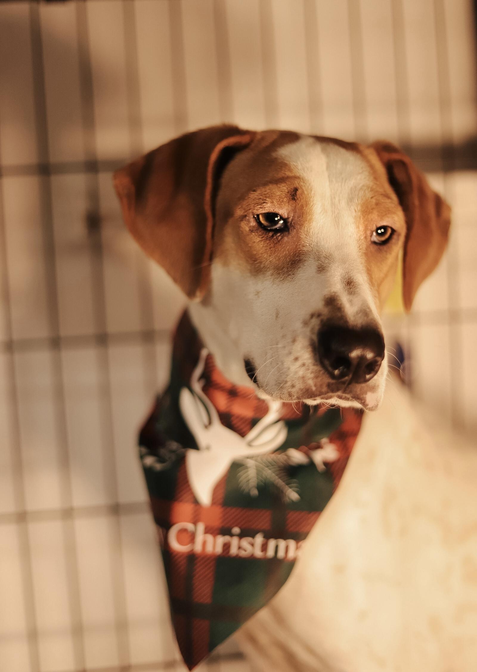 Spring, an adoptable Brittany Spaniel, Coonhound in San Juan, PR, 00924 | Photo Image 4