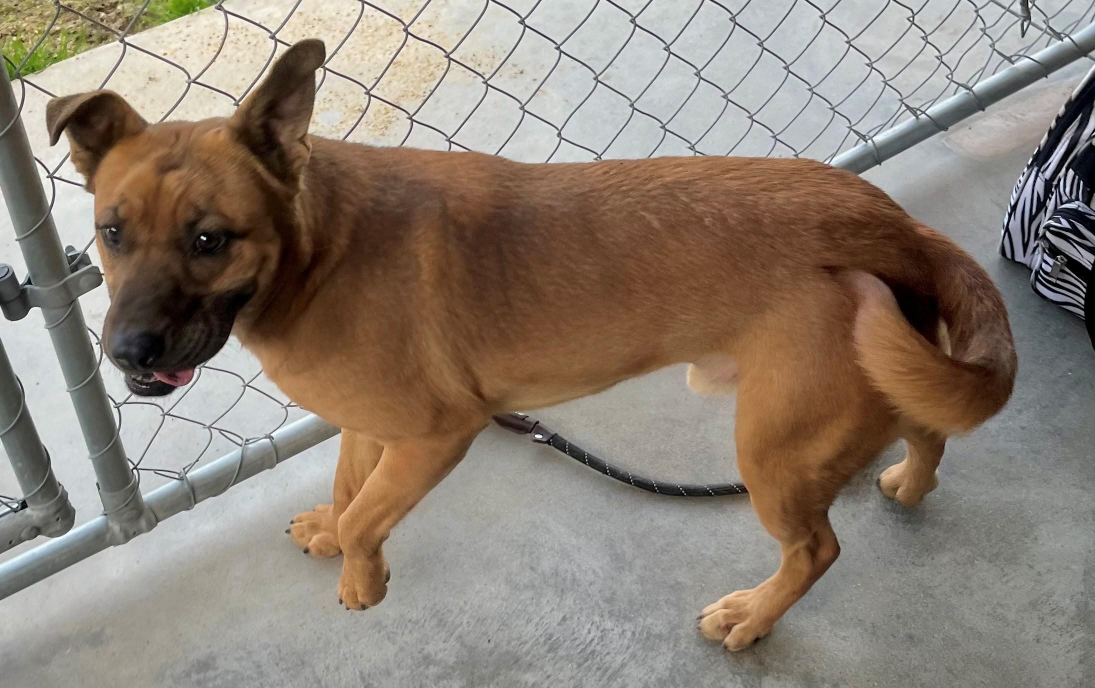Enlarge Leon, a doll baby shep mix, athletic and playful, sweet, affectionate, Perfect 40 pounds!, a Adoptable mixed breed in Virginia Beach, VA image 6/6
