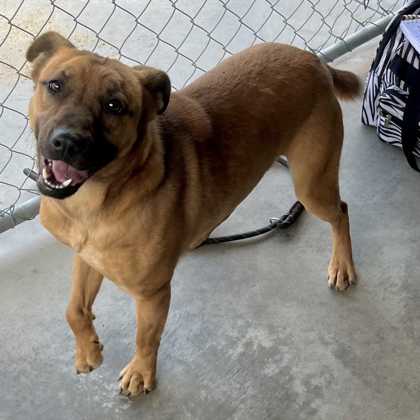 Enlarge Leon, a doll baby shep mix, athletic and playful, sweet, affectionate, Perfect 40 pounds!, a Adoptable mixed breed in Virginia Beach, VA image 3/6