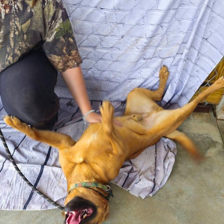 Leon, handsome shepherd mix, athletic, sweet, affectionate, loves belly rubs!