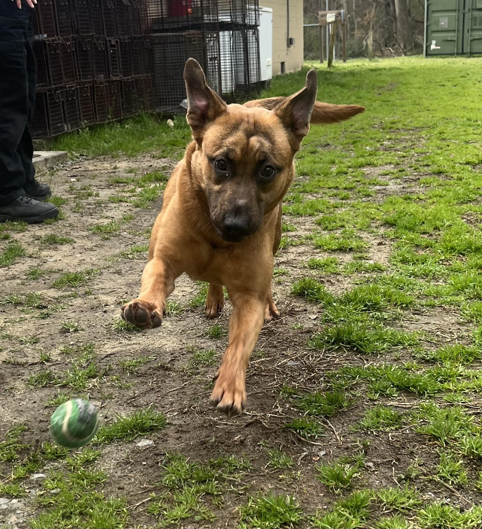 Leon, the cutest shep mix, athletic and playful, sweet, affectionate, Perfect 40 pounds!, a Adoptable mixed breed in Virginia Beach, VA image 1/5