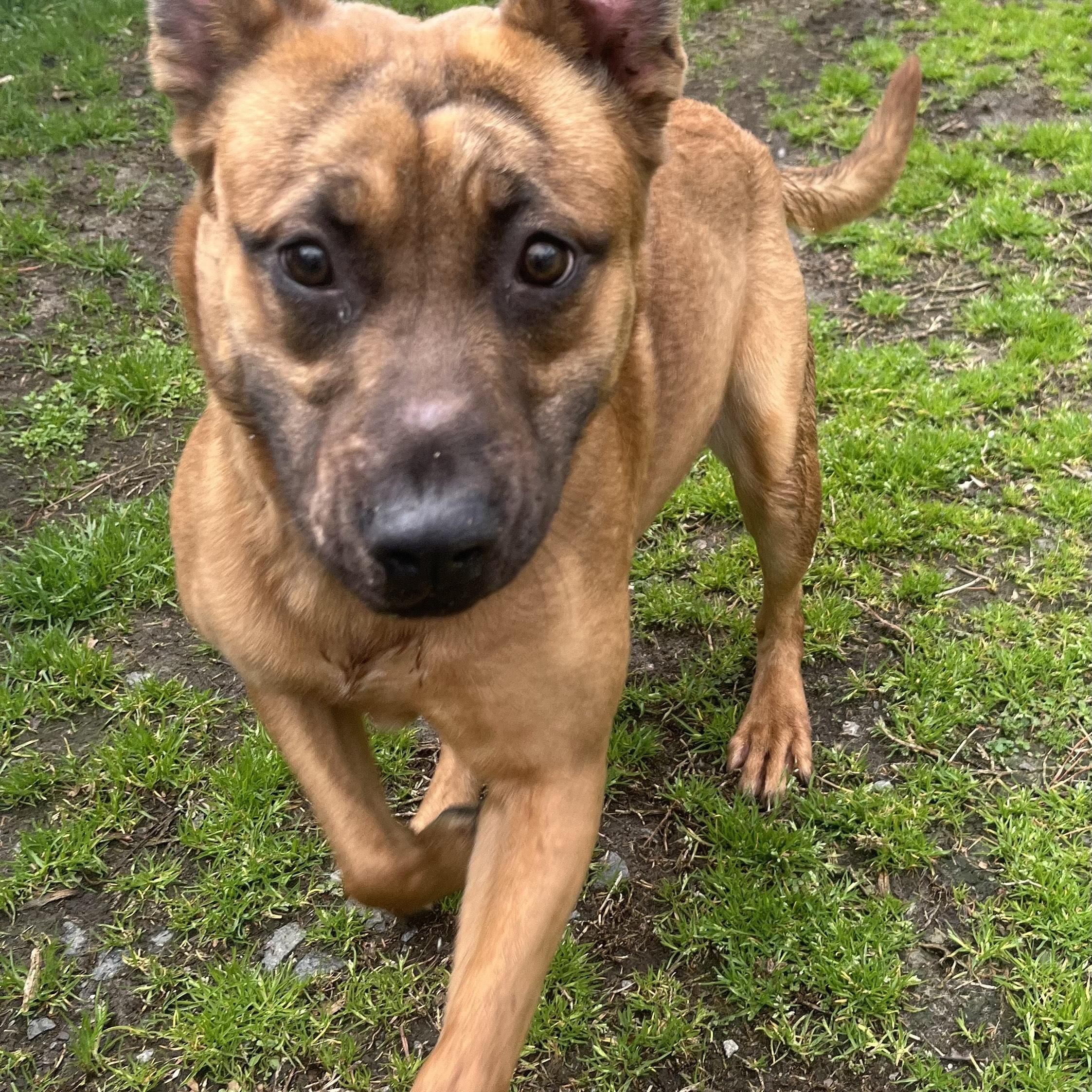 Leon, the cutest shep mix, athletic and playful, sweet, affectionate, Perfect 40 pounds!, a Adoptable mixed breed in Virginia Beach, VA image 2/5