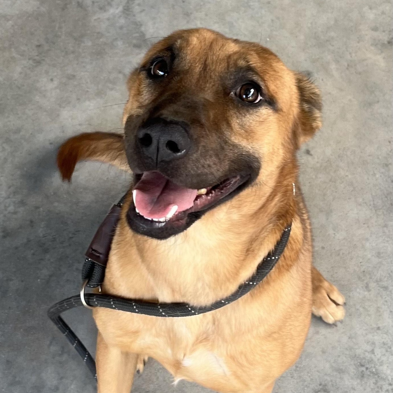 Enlarge Leon, a doll baby shep mix, athletic and playful, sweet, affectionate, Perfect 40 pounds!, a Adoptable mixed breed in Virginia Beach, VA image 2/6