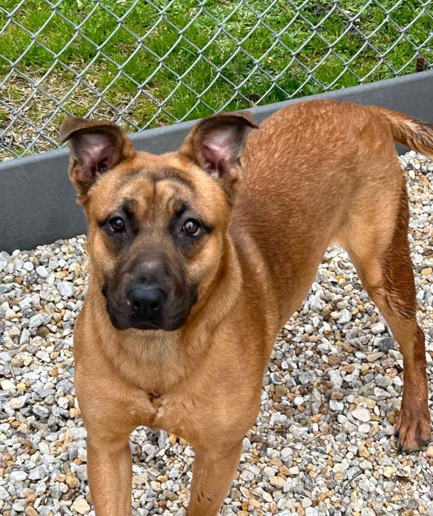 Leon, the cutest shep mix, athletic and playful, sweet, affectionate, Perfect 40 pounds!, a Adoptable mixed breed in Virginia Beach, VA image 3/5