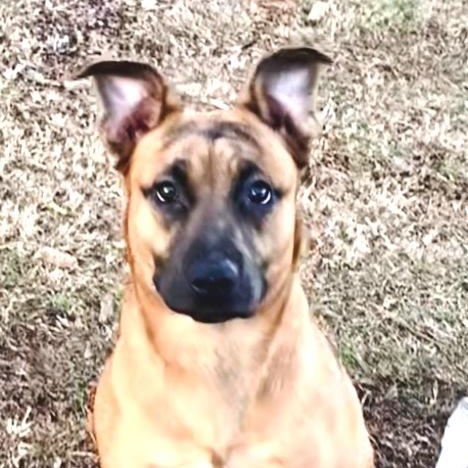Leon, handsome shepherd mix, athletic, sweet, affectionate, loves belly rubs!