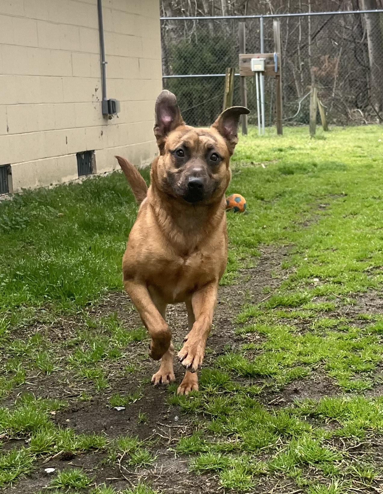 Leon, the cutest shep mix, athletic and playful, sweet, affectionate, Perfect 40 pounds!, a Adoptable mixed breed in Virginia Beach, VA image 5/5