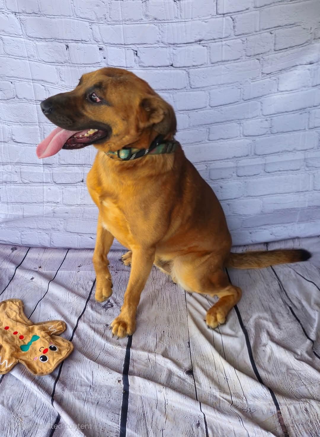 Leon, handsome, athletic, sweet boy