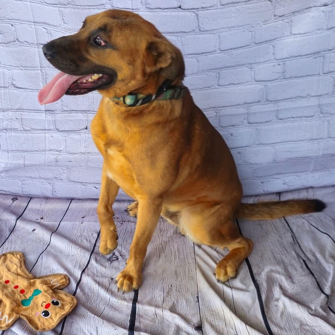 Leon, handsome shepherd mix, athletic, sweet, affectionate, loves belly rubs!