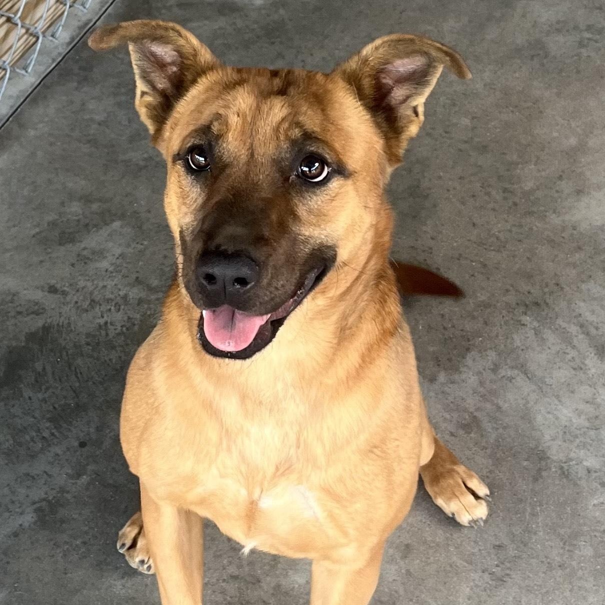 Enlarge Leon, a doll baby shep mix, athletic and playful, sweet, affectionate, Perfect 40 pounds!, a Adoptable mixed breed in Virginia Beach, VA image 1/6