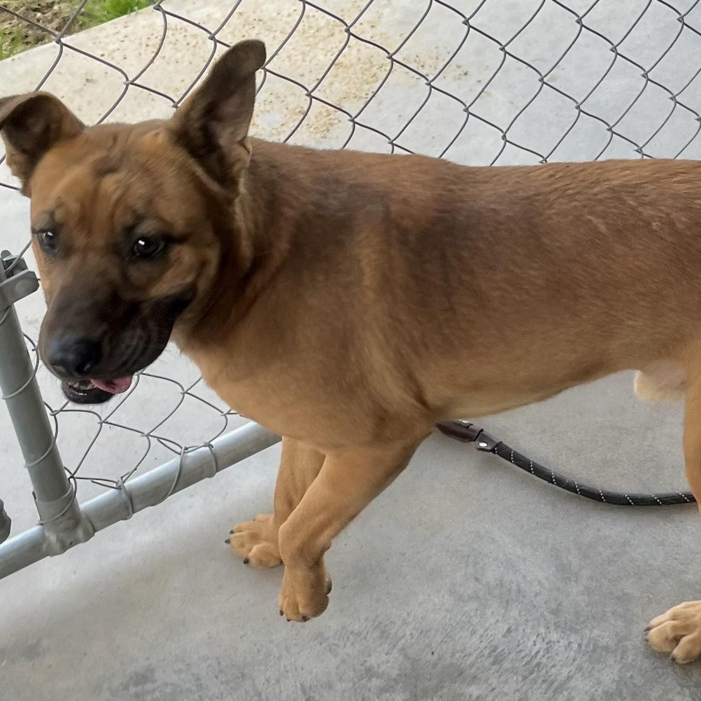 Enlarge Leon, a doll baby shep mix, athletic and playful, sweet, affectionate, Perfect 40 pounds!, a Adoptable mixed breed in Virginia Beach, VA image 5/6