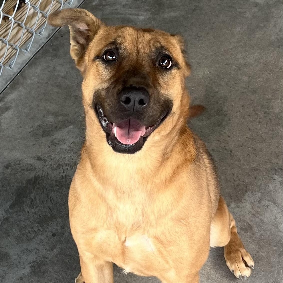 Enlarge Leon, a doll baby shep mix, athletic and playful, sweet, affectionate, Perfect 40 pounds!, a Adoptable mixed breed in Virginia Beach, VA image 4/6