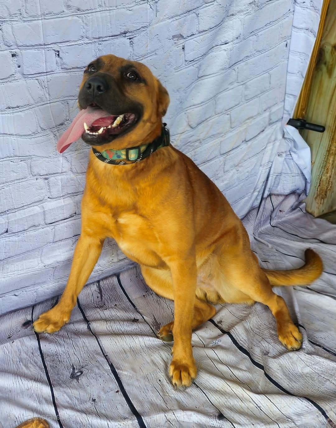 Leon, handsome, athletic, sweet boy
