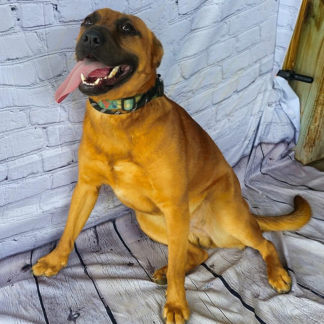 Leon, handsome shepherd mix, athletic, sweet, affectionate, Perfect 40 pounds!, a Adoptable mixed breed in Virginia Beach, VA image 4/5