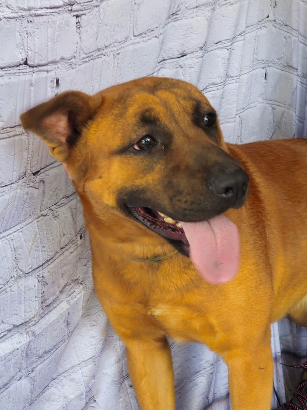 Leon, handsome, athletic, sweet boy