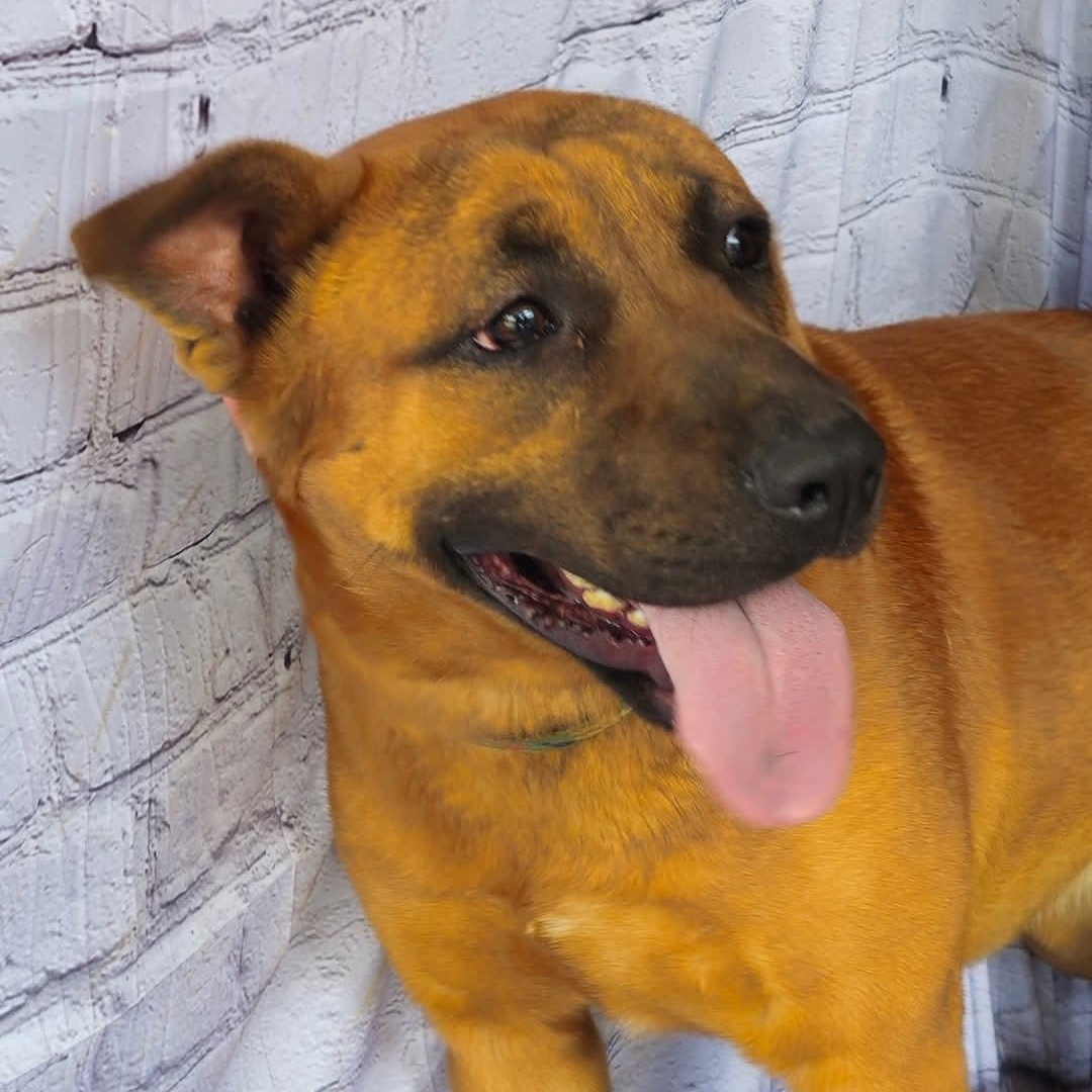 Leon, handsome shepherd mix, athletic, sweet, affectionate, loves belly rubs!