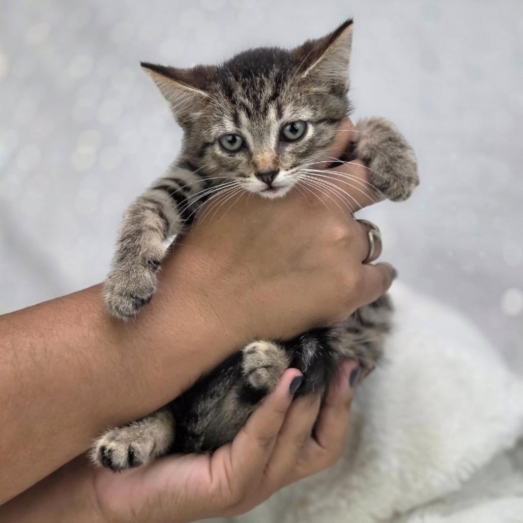 Thirteen-C, Adoptable, Kitten Male Domestic Short Hair.
