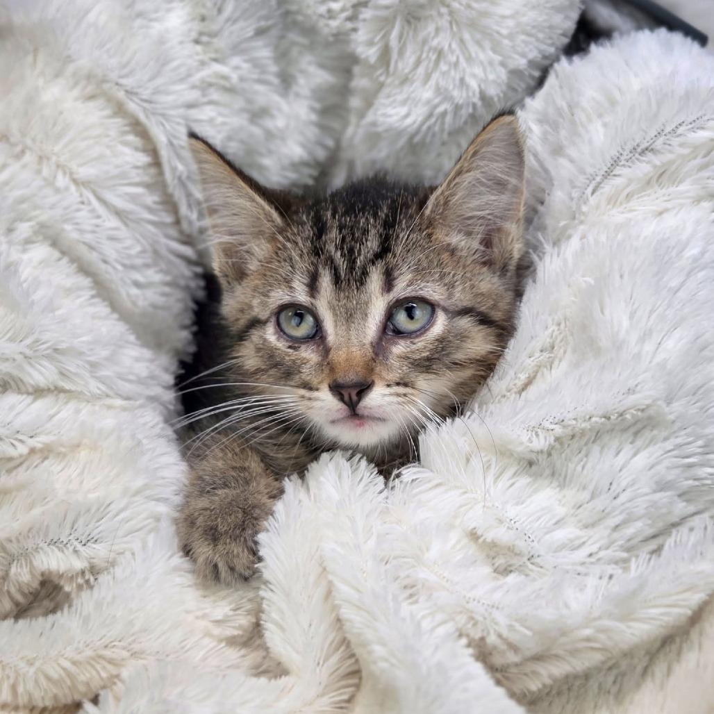 Enlarge Thirteen-C, a Adoptable Domestic Short Hair in East Saint Louis, IL image 2/3