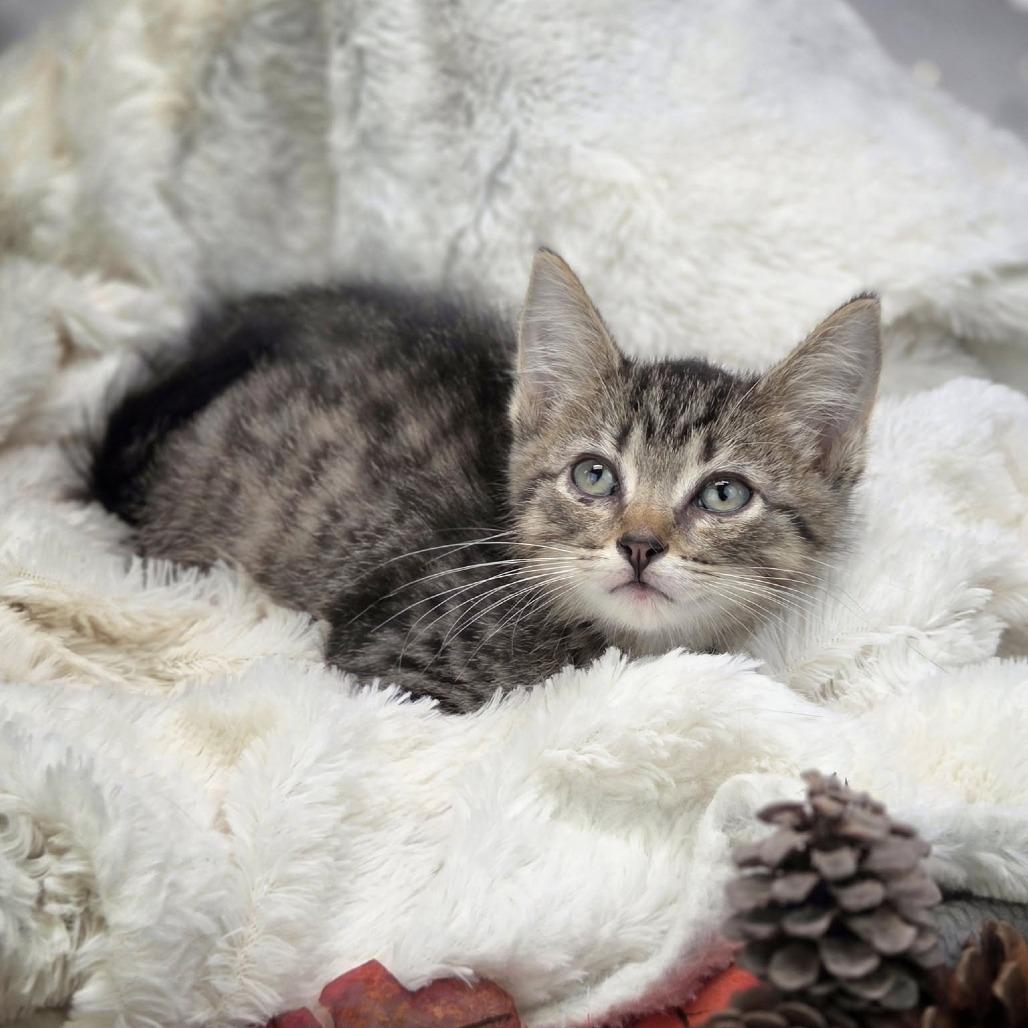 Enlarge Thirteen-C, a Adoptable Domestic Short Hair in East Saint Louis, IL image 3/3