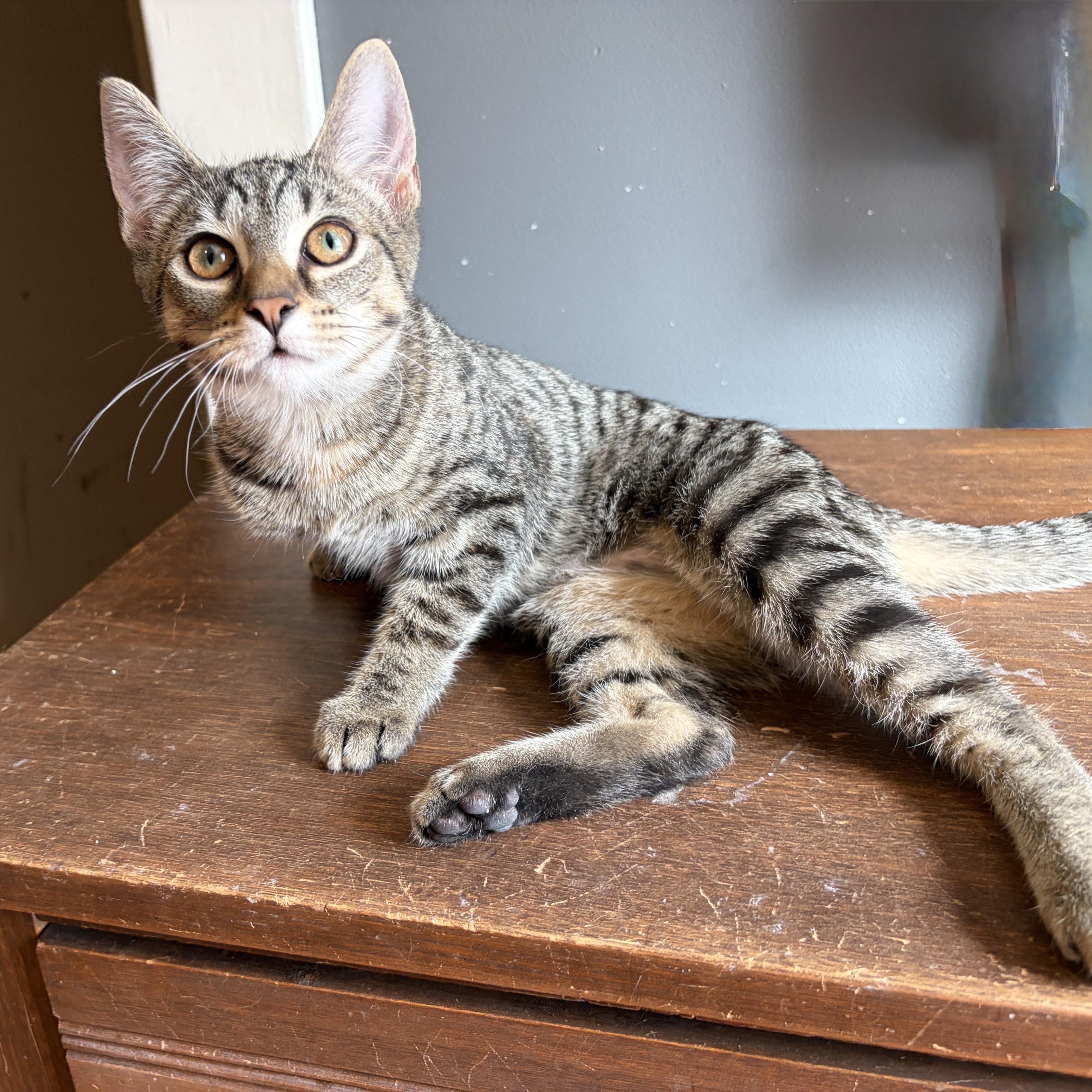IMOGENE, Adoptable, Kitten Female Tabby.
