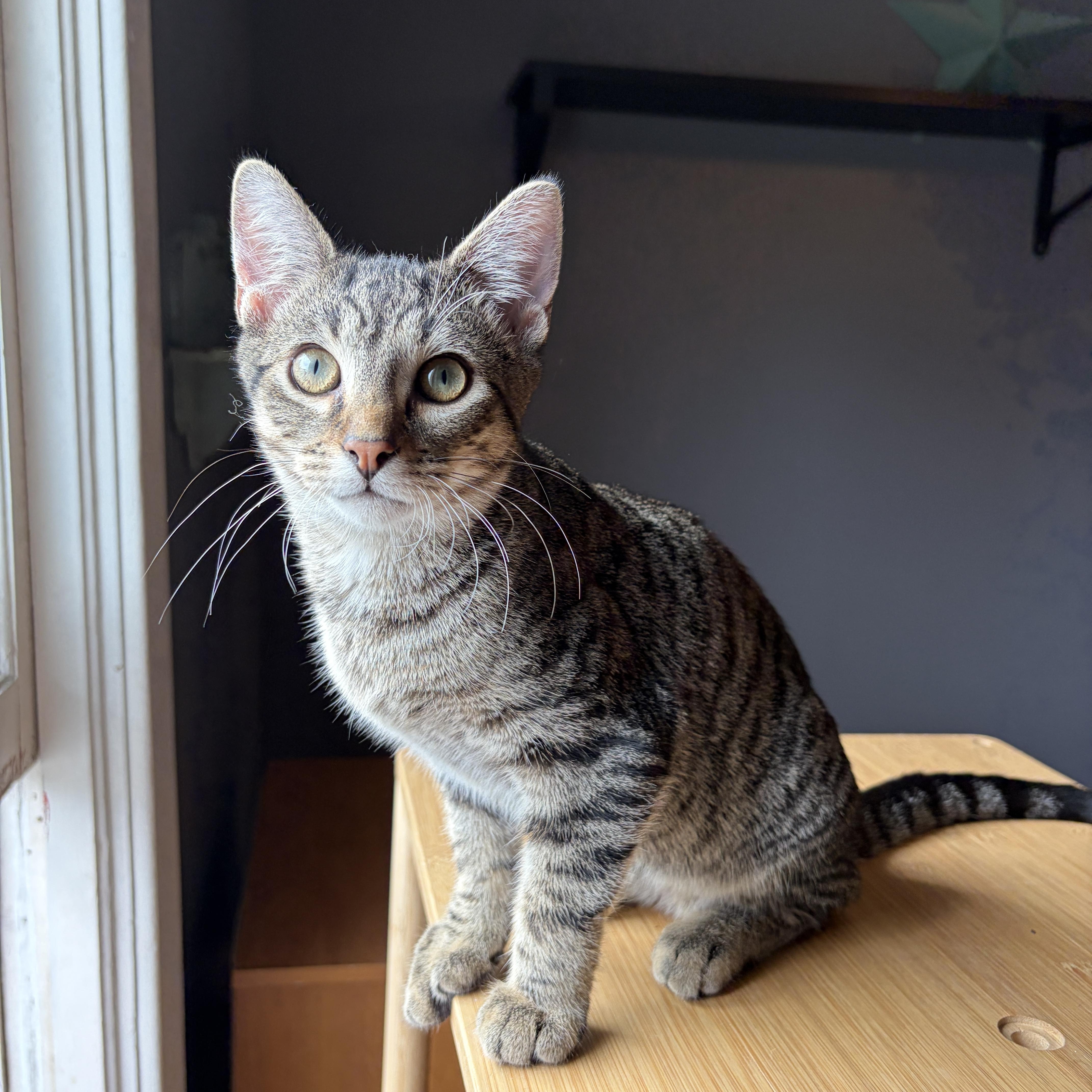 Enlarge IMOGENE, a Adoptable Tabby in Shakespeare, ON image 2/3