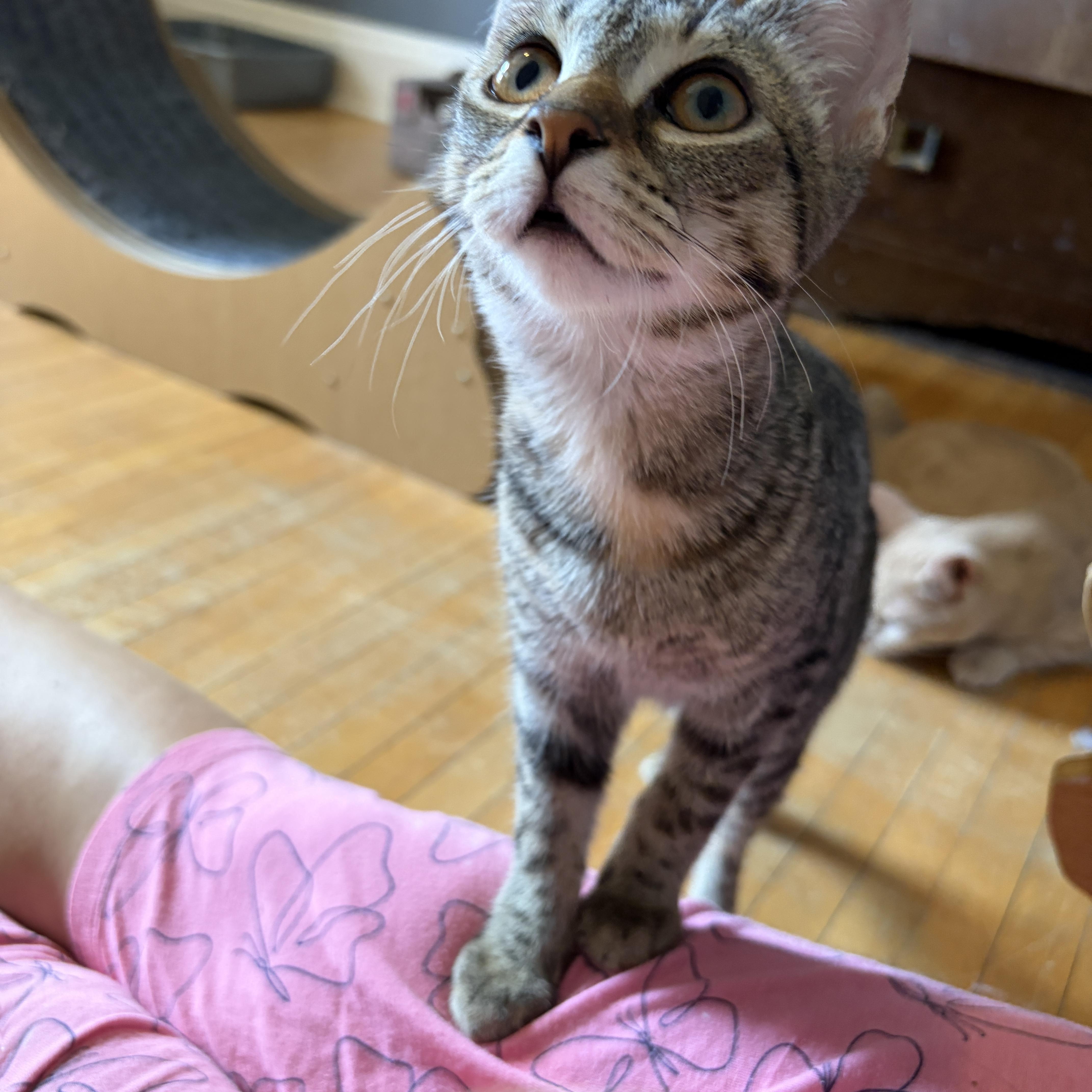 Enlarge IMOGENE, a Adoptable Tabby in Shakespeare, ON image 3/3