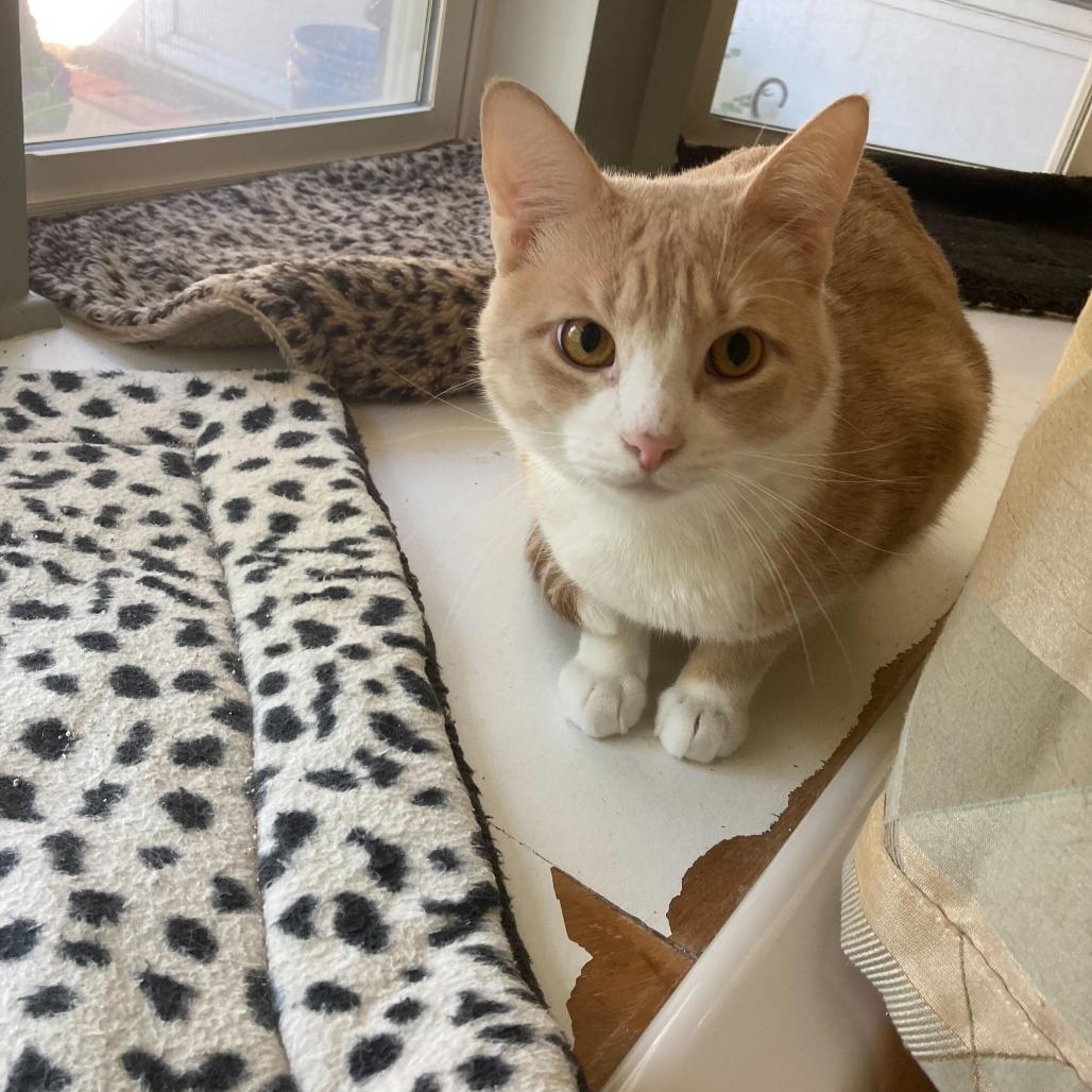 Sunny, Adoptable, Adult Male Domestic Short Hair.