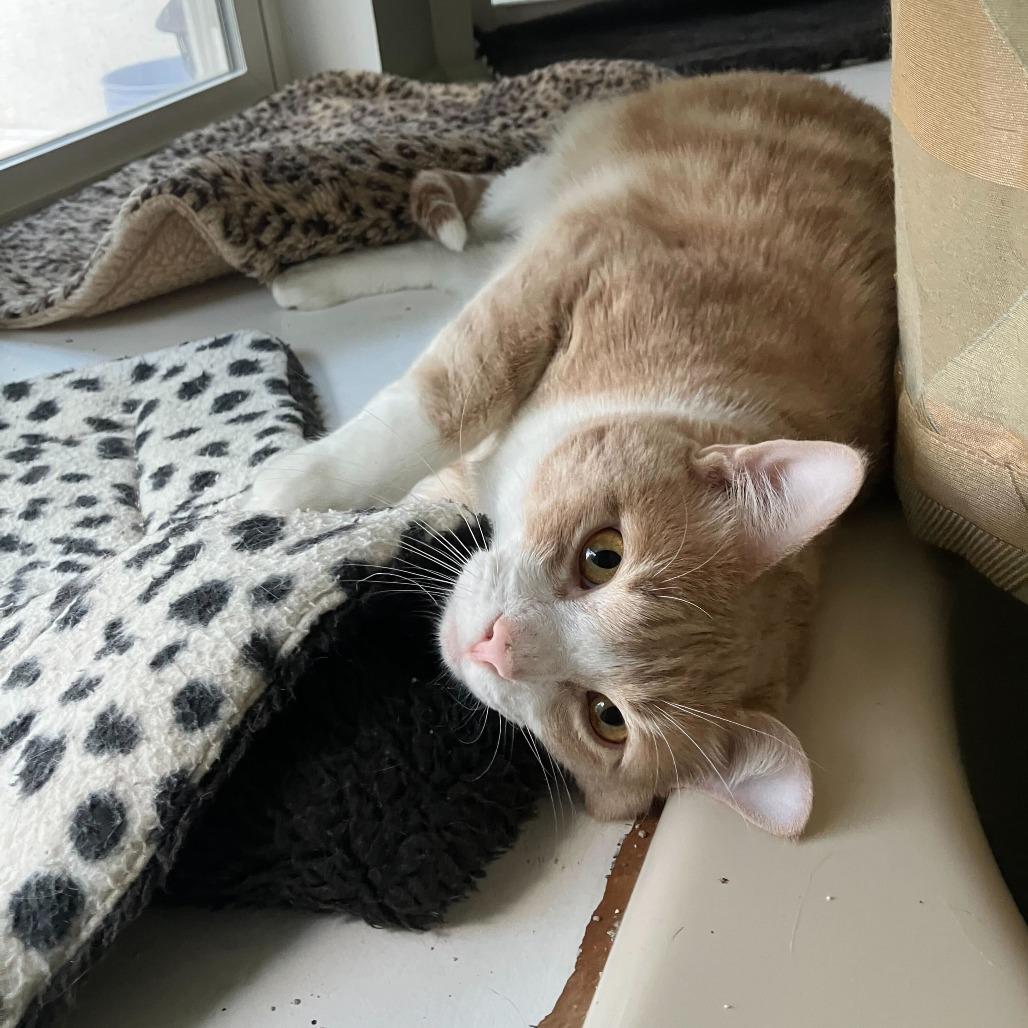 Enlarge Sunny, a Adoptable Domestic Short Hair in Carencro, LA image 2/2