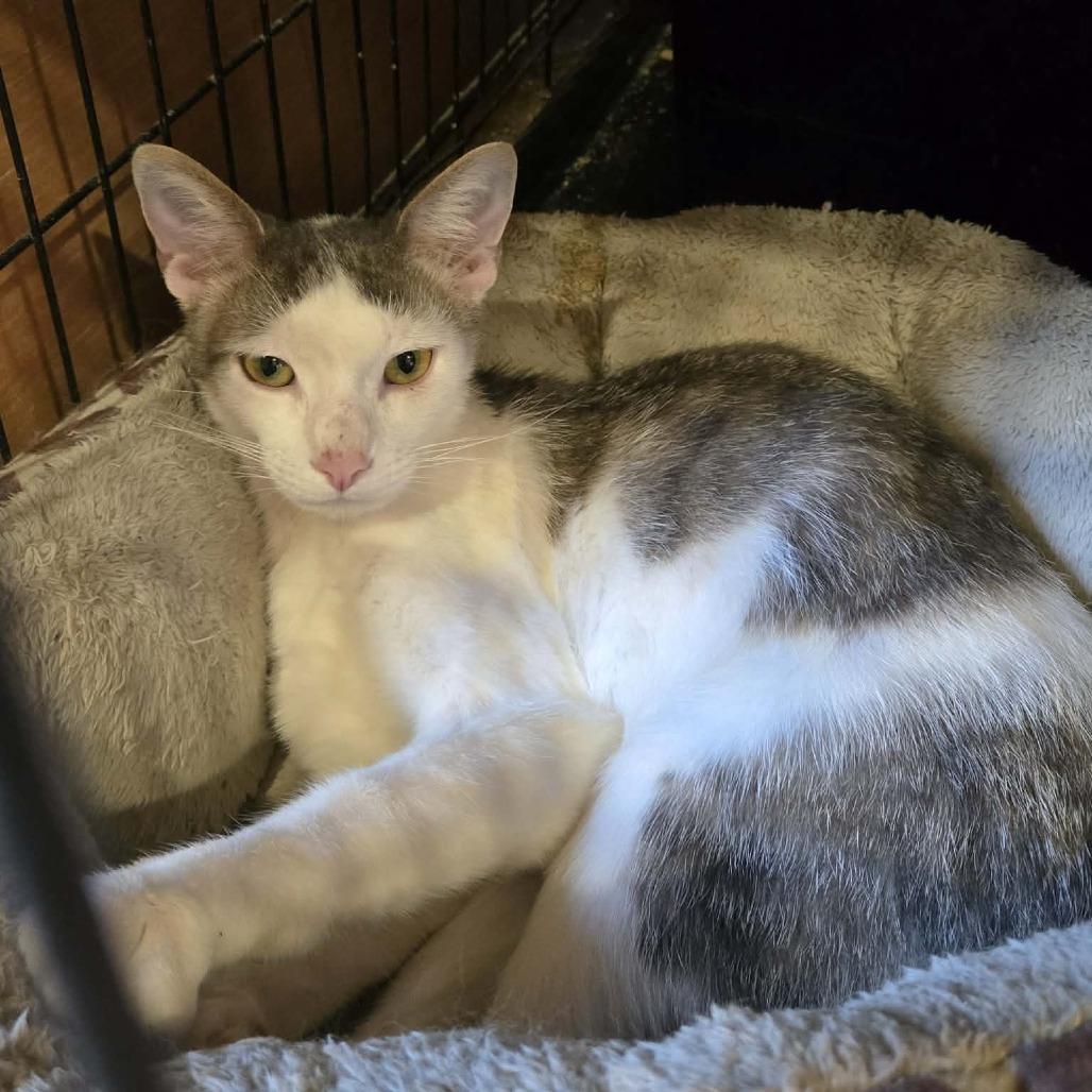 Enlarge Jasper, a Adoptable Domestic Short Hair in Park Falls, WI image 1/6