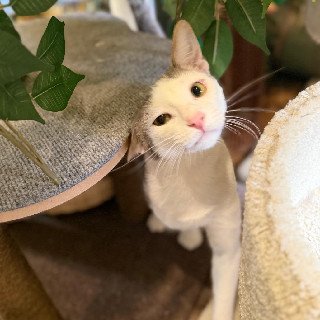 Enlarge Jasper, a Adoptable Domestic Short Hair in Park Falls, WI image 2/6