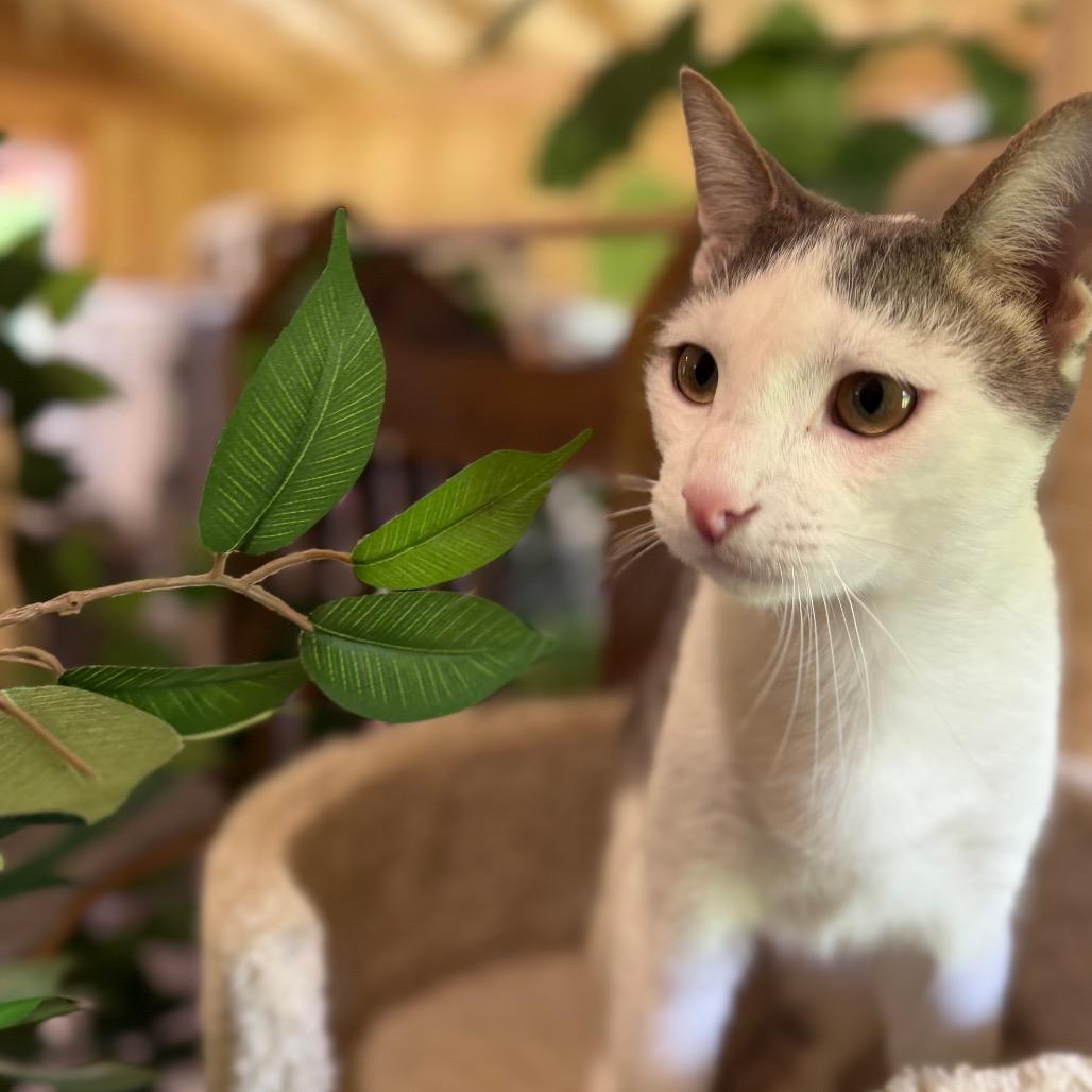 Enlarge Jasper, a Adoptable Domestic Short Hair in Park Falls, WI image 3/6