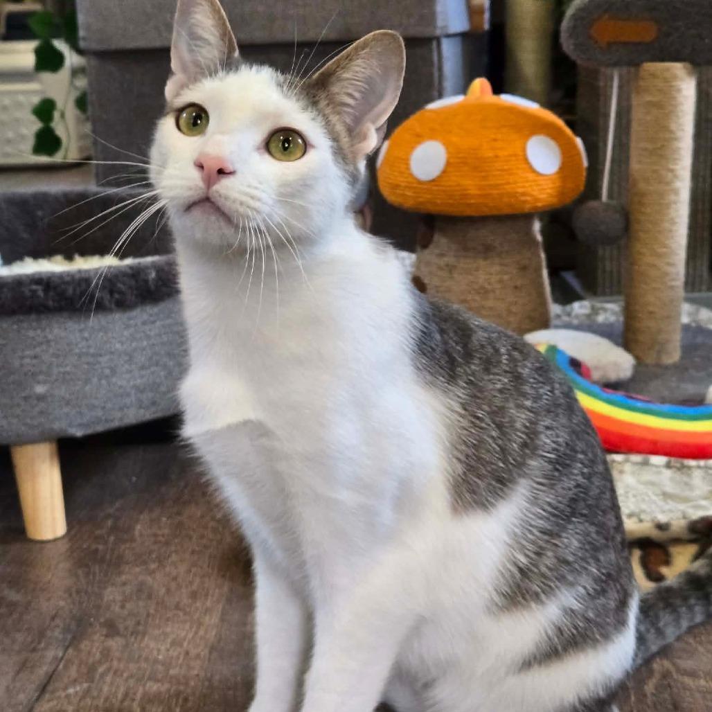 Enlarge Jasper, a Adoptable Domestic Short Hair in Park Falls, WI image 4/6