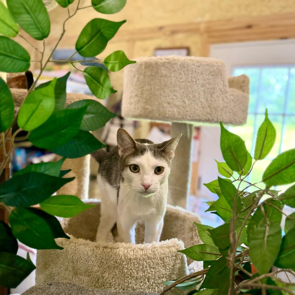 Enlarge Jasper, a Adoptable Domestic Short Hair in Park Falls, WI image 5/6