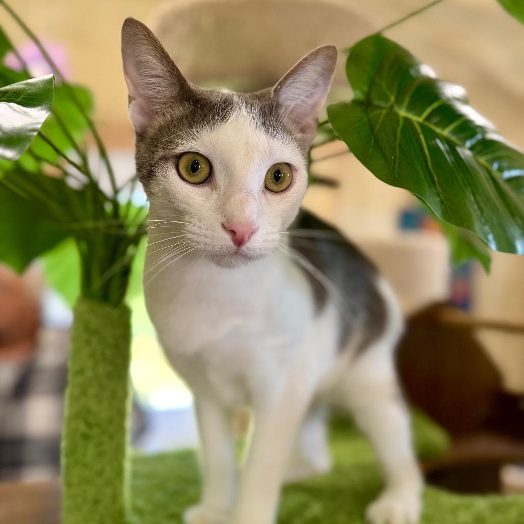 Enlarge Jasper, a Adoptable Domestic Short Hair in Park Falls, WI image 6/6