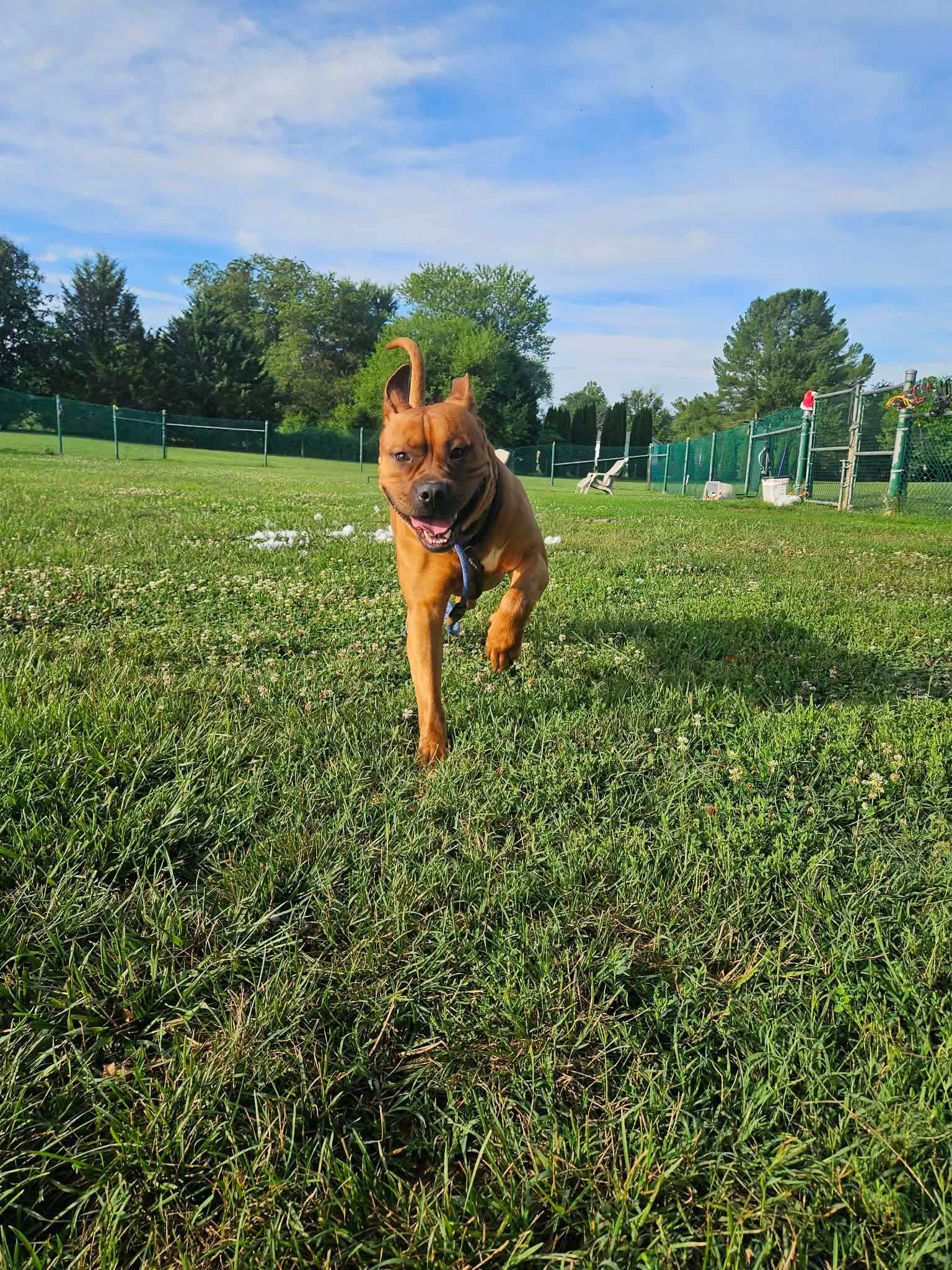 Enlarge Diesel, a ADOPTABLE American Bully in Culpeper, VA image 3/3