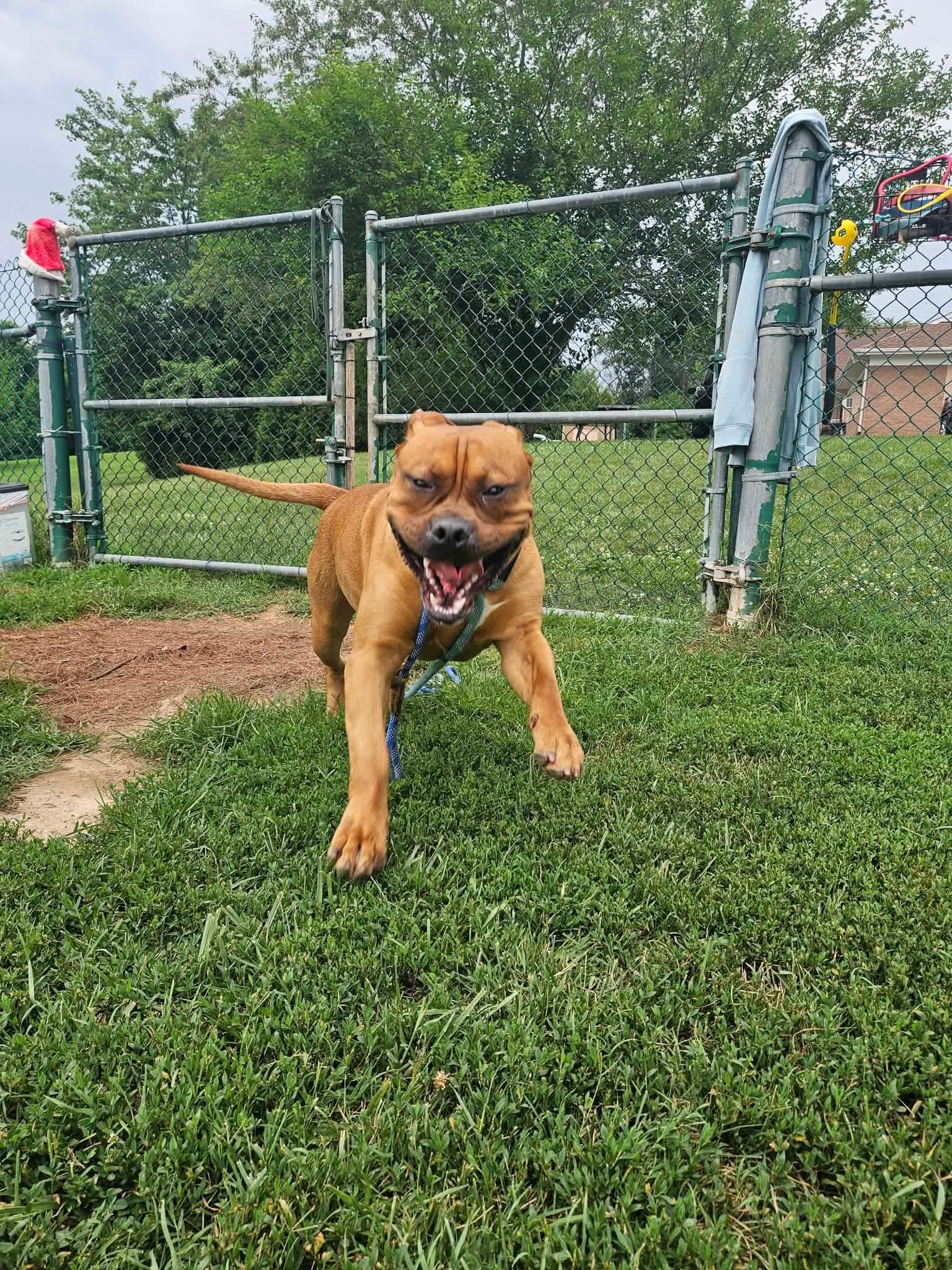 Enlarge Diesel, a ADOPTABLE American Bully in Culpeper, VA image 2/3