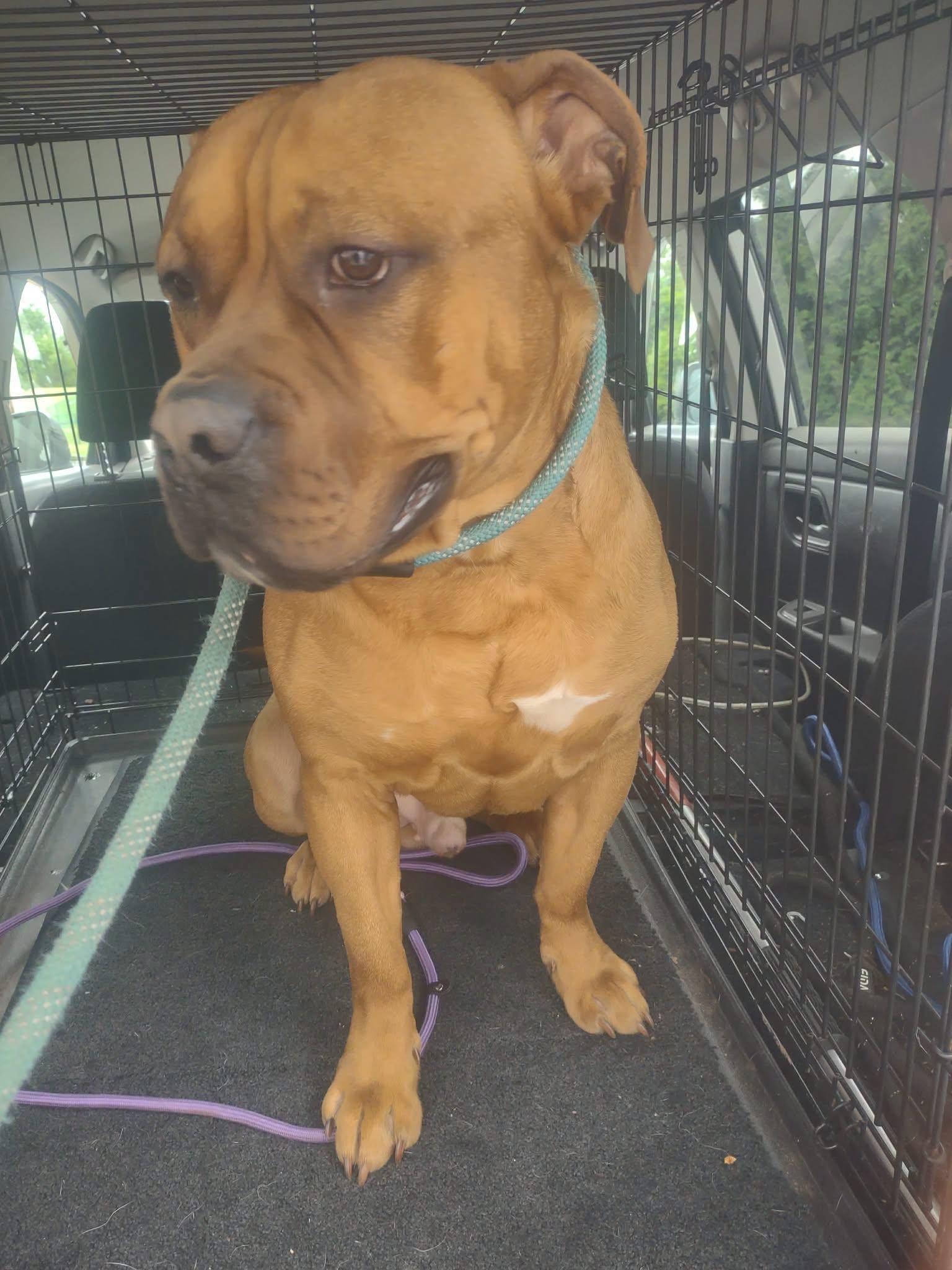 Diesel, ADOPTABLE, Adult Male American Bully.