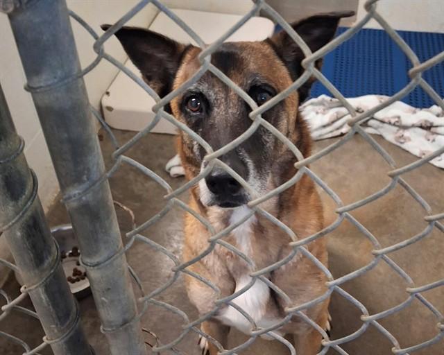 Enlarge MILLIE, a Adoptable Belgian Shepherd / Malinois in Olathe, KS image 1/1