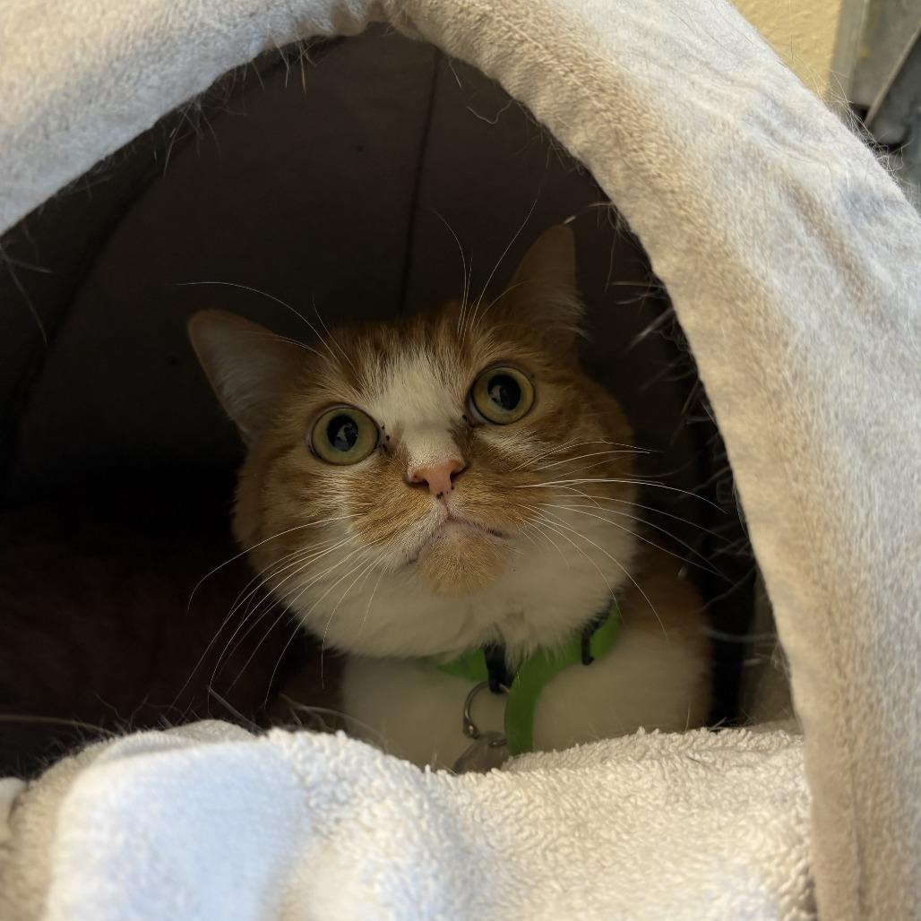 Enlarge Nugget (Gingerbread), a Adoptable Domestic Short Hair in Lakewood, CO image 3/4