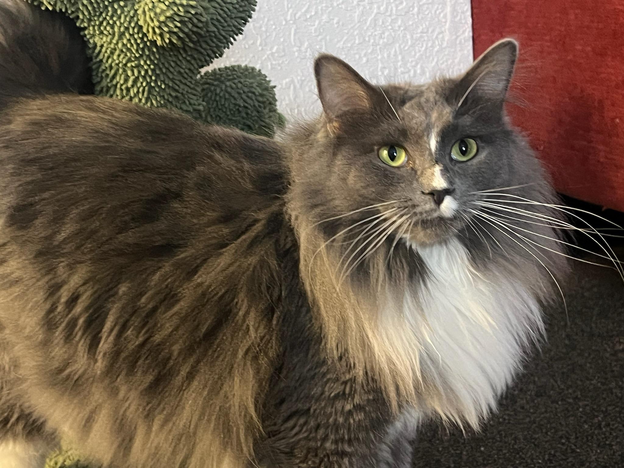 Star, Adopted, Adult Female Russian Blue & Maine Coon.