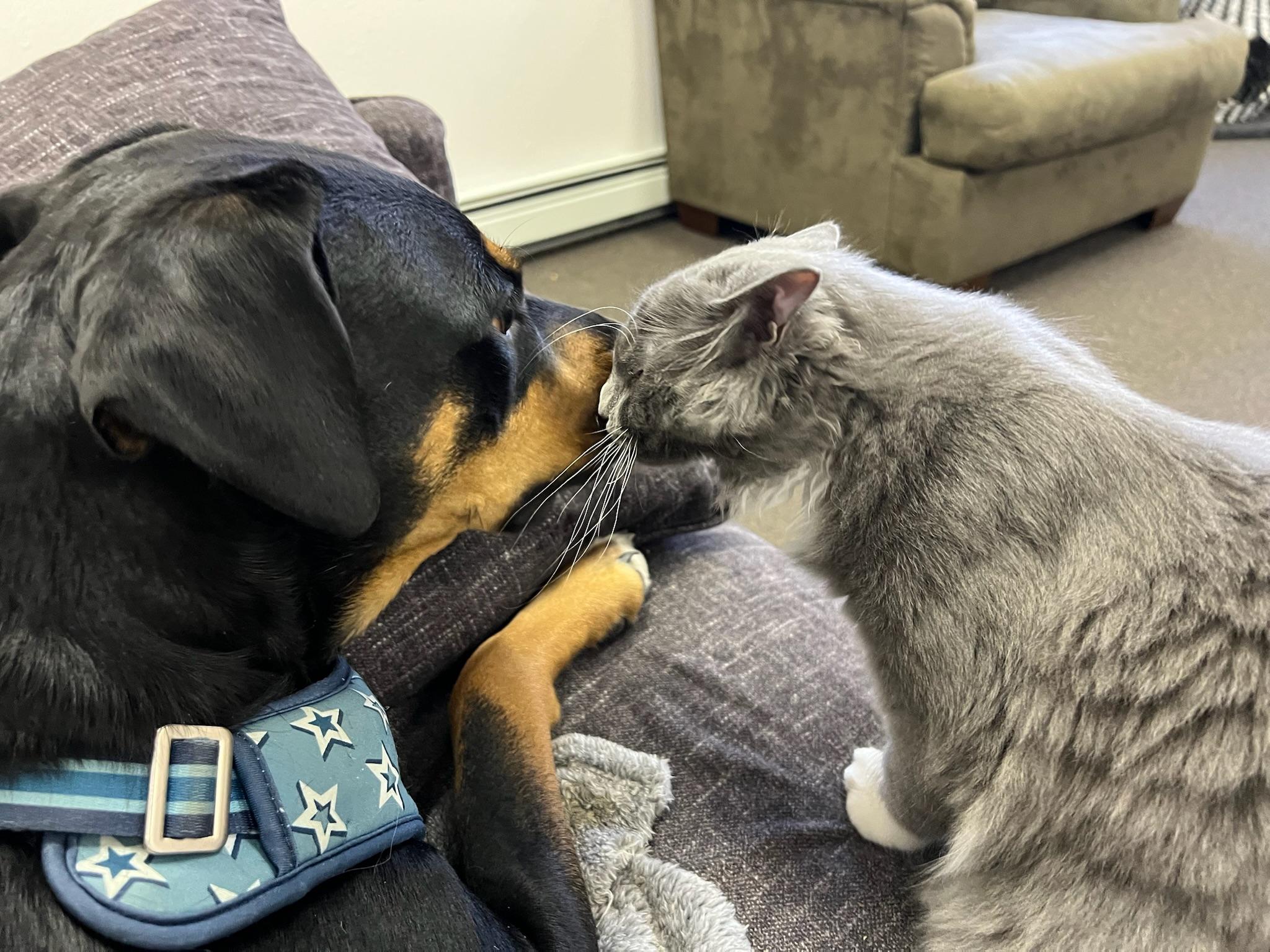 Star, a Adopted mixed breed in Anchorage, AK image 2/5