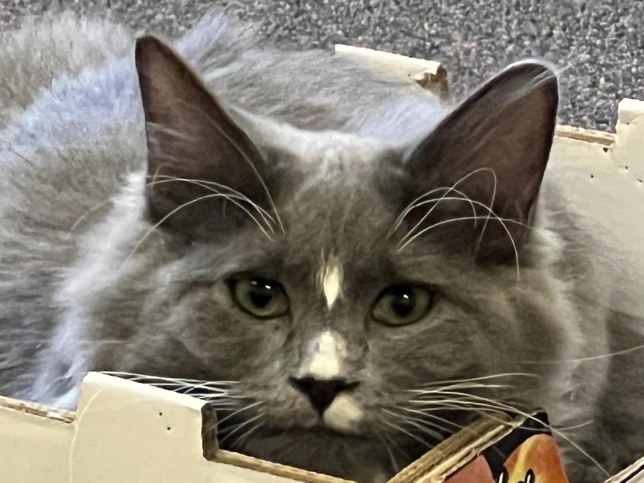 Star, a Adopted mixed breed in Anchorage, AK image 3/5