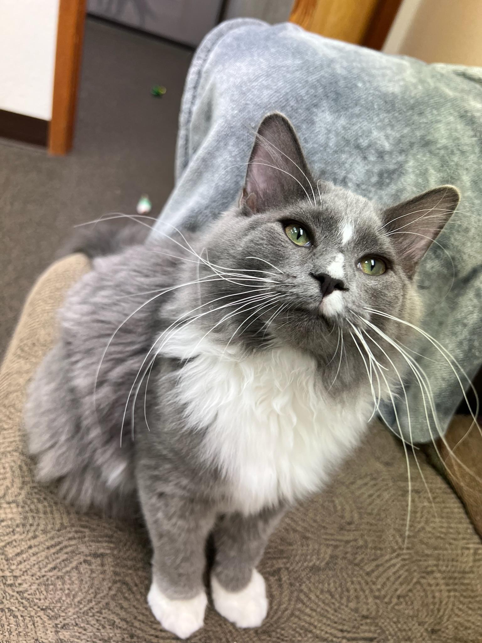 Star, a Adopted mixed breed in Anchorage, AK image 4/5