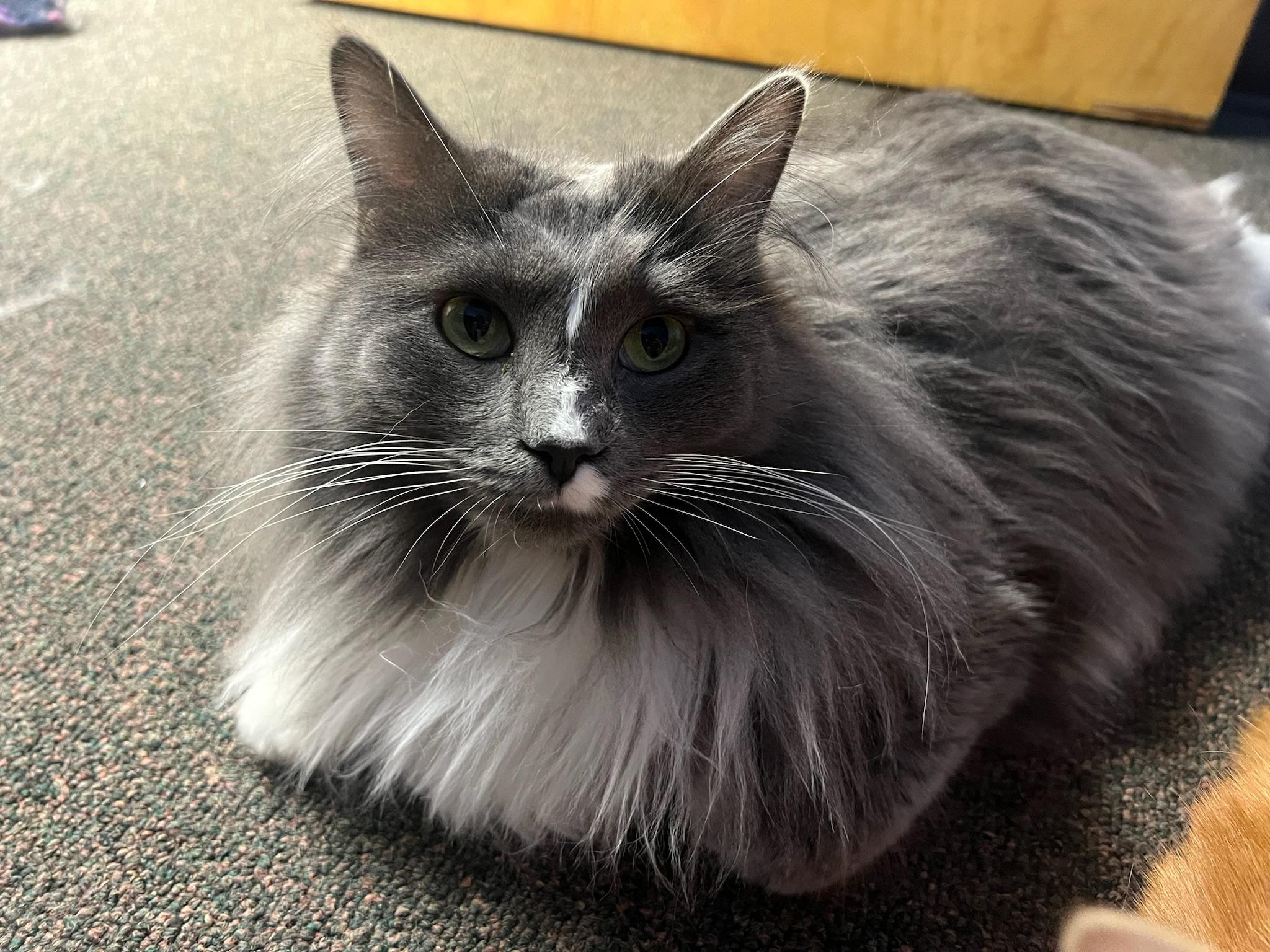 Star, a Adopted mixed breed in Anchorage, AK image 5/5