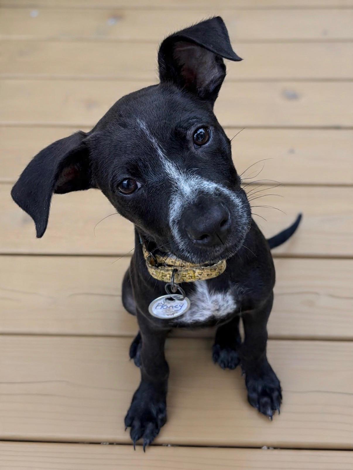 Honey, a ADOPTABLE mixed breed in Darien Center, NY image 1/4