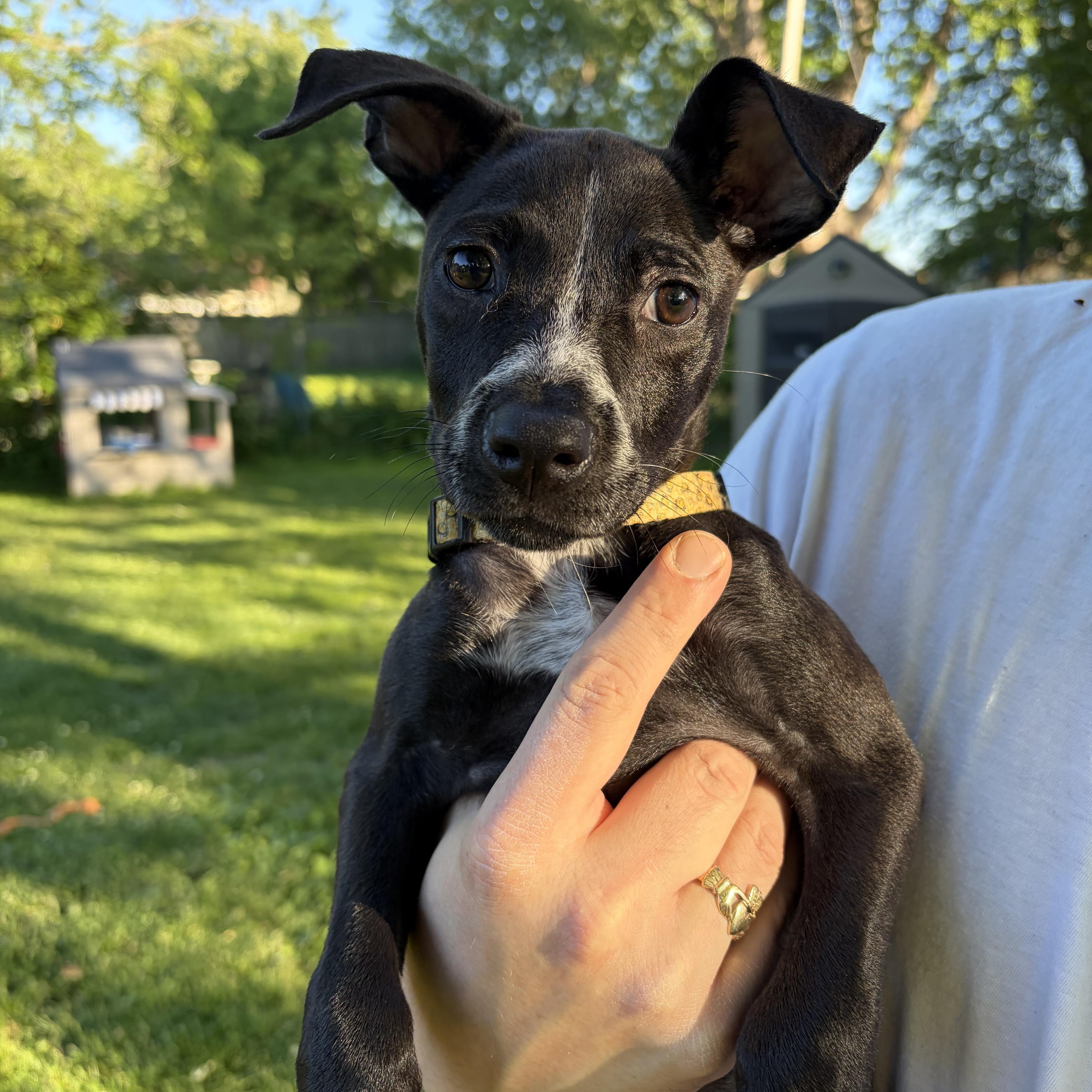 Honey, a ADOPTABLE mixed breed in Darien Center, NY image 3/4